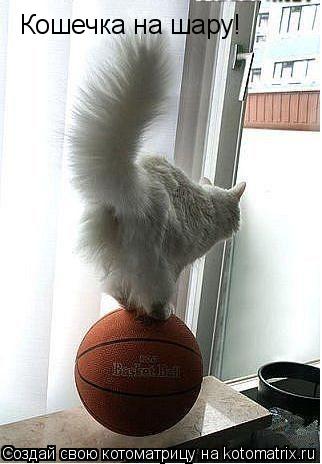 Кошечка на шару!... Котоматрица: Кошечка на шару!