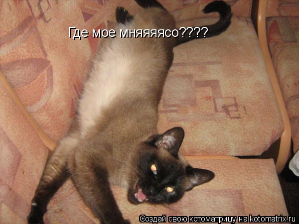 Где мое мняяяясо????... Котоматрица: Где мое мняяяясо????