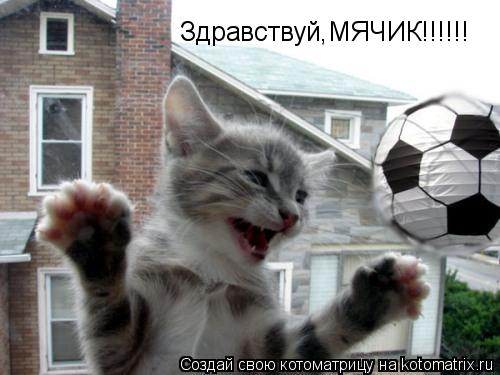 Здравствуй,МЯЧИК!!!!!!... Котоматрица: Здравствуй,МЯЧИК!!!!!!