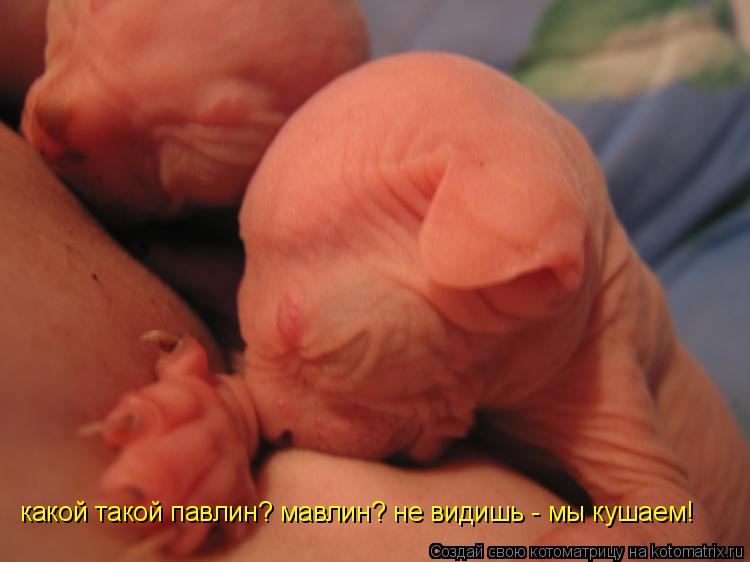 какой такой павлин? мавлин? не видишь - мы кушаем!... Котоматрица: какой такой павлин? мавлин? не видишь - мы кушаем!
