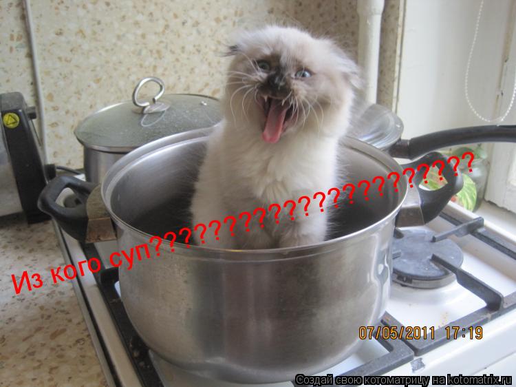 Из кого суп??????????????????????... Котоматрица: Из кого суп??????????????????????