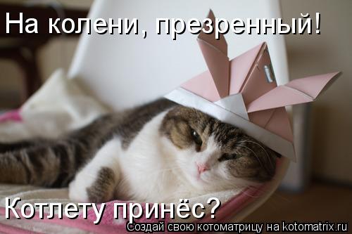 Котлету принёс? На колени, презренный!... Котоматрица: Котлету принёс? На колени, презренный!