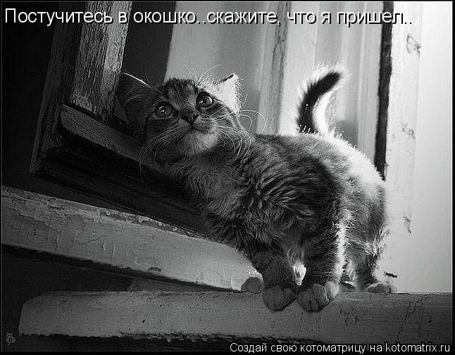 Постучитесь в окошко..скажите, что я пришел..... Котоматрица: Постучитесь в окошко..скажите, что я пришел..