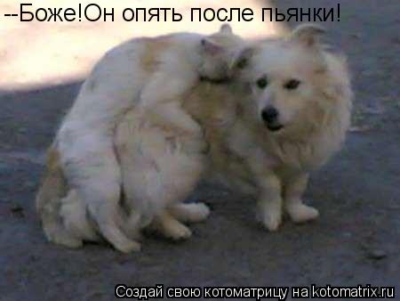 --Боже!Он опять после пьянки!... Котоматрица: --Боже!Он опять после пьянки!