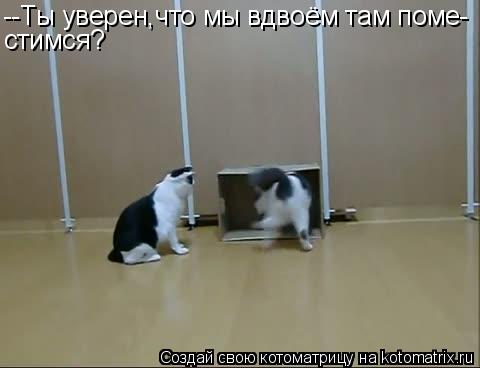 --Ты уверен,что мы вдвоём там поме- стимся?... Котоматрица: --Ты уверен,что мы вдвоём там поме- стимся?