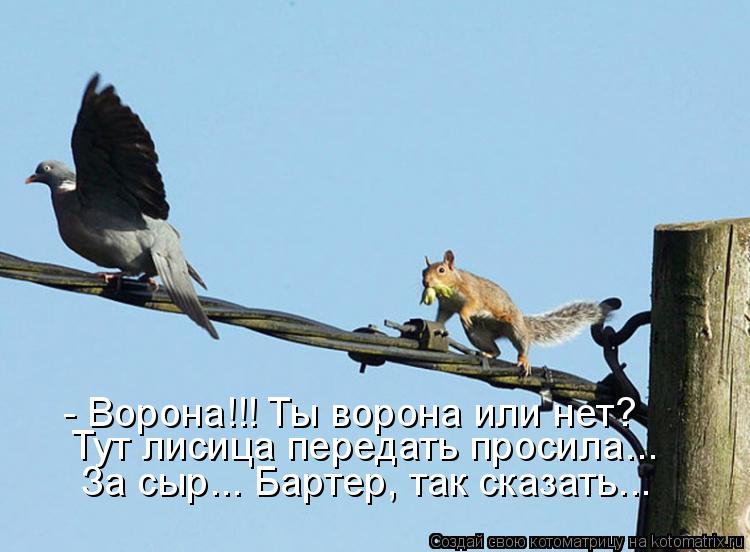 - Ворона!!! Ты ворона или нет? Тут лисица передать просила... За сыр... Бартер, так сказать...... Котоматрица: - Ворона!!! Ты ворона или нет? Тут лисица передать просила... За сыр... Бартер, так сказать...