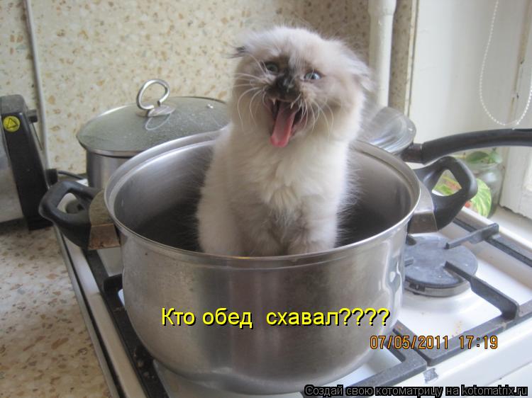 Кто обед схавал????... Котоматрица: Кто обед схавал????