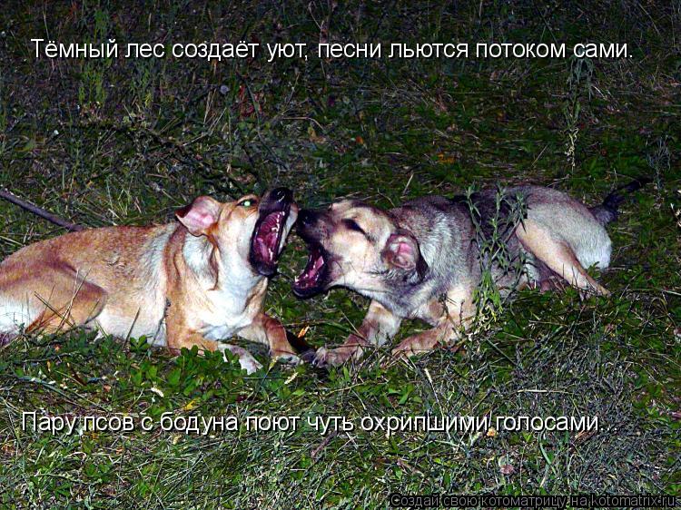 Тёмный лес создаёт уют, песни льются потоком сами. Пару псов с бодуна поют чуть охрипшими голосами..... Котоматрица: Тёмный лес создаёт уют, песни льются потоком сами. Пару псов с бодуна поют чуть охрипшими голосами...