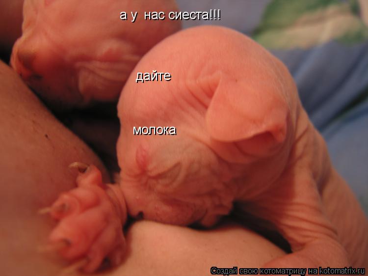дайте молока а у нас сиеста!!! а у нас сиеста!!!... Котоматрица: дайте молока а у нас сиеста!!! а у нас сиеста!!!