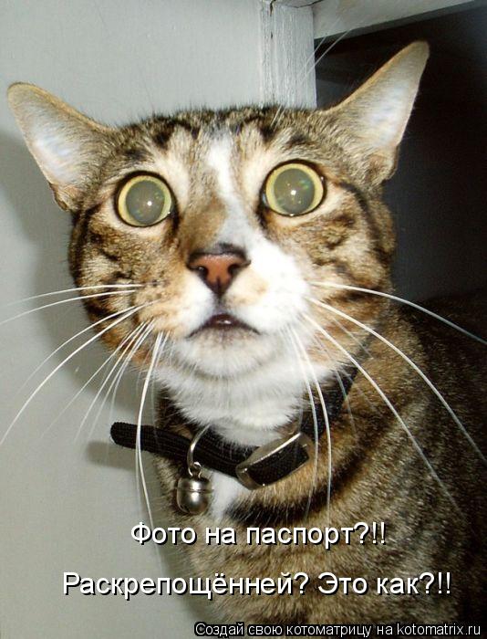 Фото на паспорт?!! Раскрепощённей? Это как?!!... Котоматрица: Фото на паспорт?!! Раскрепощённей? Это как?!!