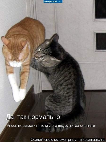 Да так нормально! Авось не заметит что мы его шкуру тигра сжевали!... Котоматрица: Да так нормально! Авось не заметит что мы его шкуру тигра сжевали!