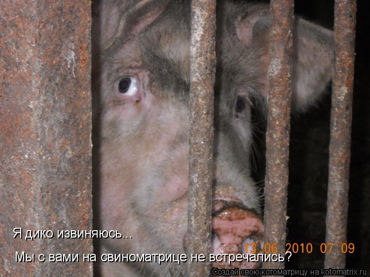 Я дико извиняюсь... Мы с вами на свиноматрице не встречались?... Котоматрица: Я дико извиняюсь... Мы с вами на свиноматрице не встречались?