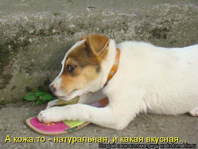 А кожа то - натуральная, и какая вкусная...... Котоматрица: А кожа то - натуральная, и какая вкусная...