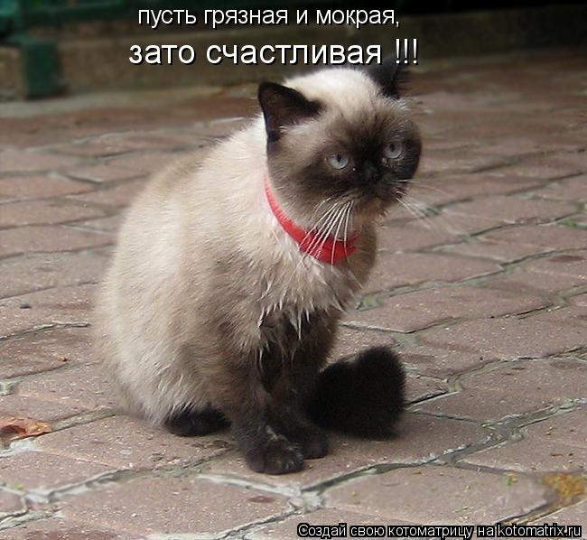пусть грязная и мокрая, зато счастливая !!!... Котоматрица: пусть грязная и мокрая, зато счастливая !!!
