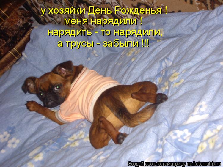Котоматрица: у хозяйки День Рожденья ! меня нарядили ! нарядить - то нарядили, а трусы - забыли !!!