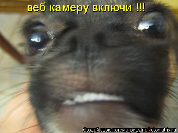 Котоматрица: веб камеру включи !!!