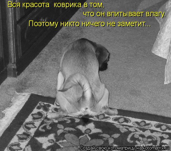 Вся красота коврика в том, что он впитывает влагу. Поэтому никто ничего не заметит...... Котоматрица: Вся красота коврика в том, что он впитывает влагу. Поэтому никто ничего не заметит...