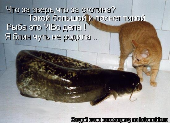 Что за зверь,что за скотина? Такой большой и пахнет тиной. Рыба это ?!Во дела ! Я блин чуть не родила... Котоматрица: Что за зверь,что за скотина? Такой большой и пахнет тиной. Рыба это ?!Во дела ! Я блин чуть не родила ...