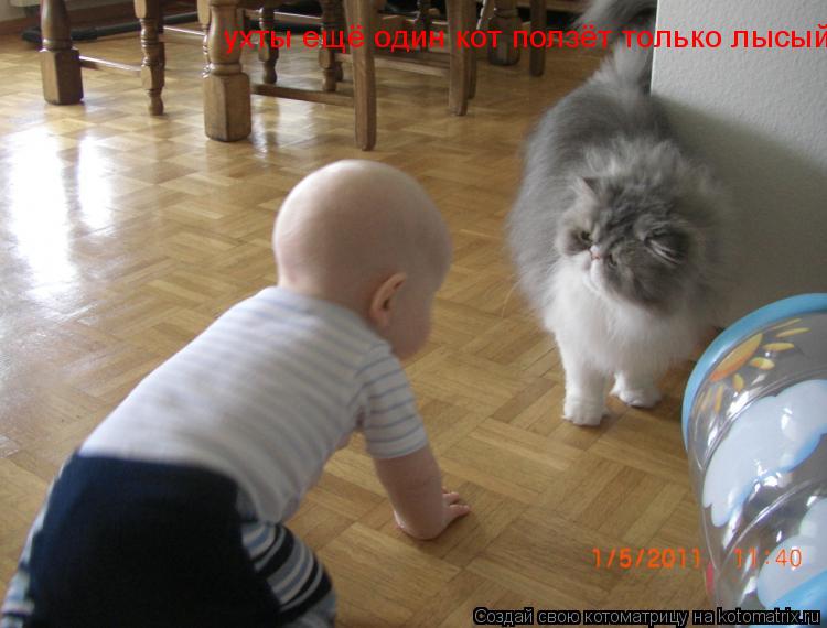 ухты ещё один кот ползёт только лысый... Котоматрица: ухты ещё один кот ползёт только лысый
