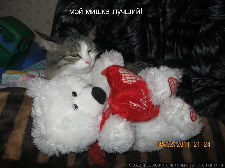 мой мишка-лучший!... Котоматрица: мой мишка-лучший!