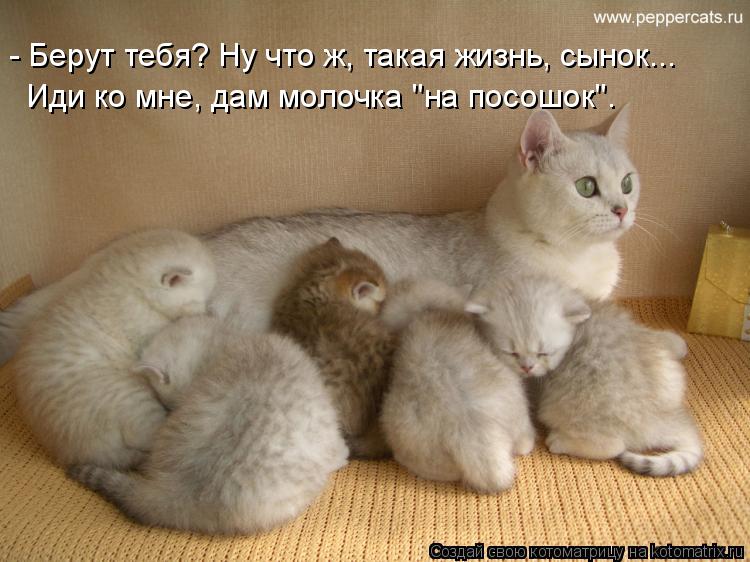 - Берут тебя? Ну что ж, такая жизнь, сынок... Иди ко мне, дам молочка "на посошок".... Котоматрица: - Берут тебя? Ну что ж, такая жизнь, сынок... Иди ко мне, дам молочка "на посошок".