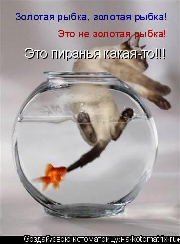 Золотая рыбка, золотая рыбка! Это не золотая рыбка! Это пиранья какая-то!!!... Котоматрица: Золотая рыбка, золотая рыбка! Это не золотая рыбка! Это пиранья какая-то!!!