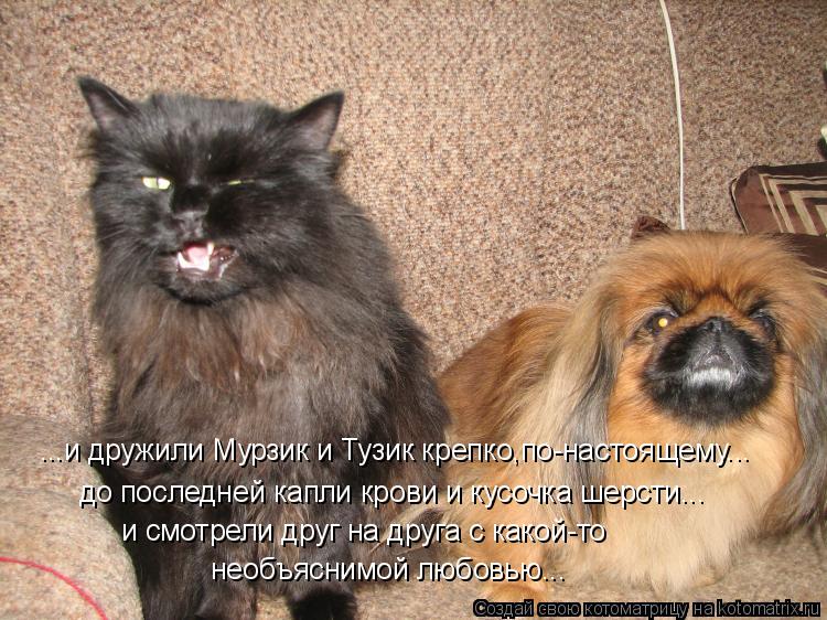 ...и дружили Мурзик и Тузик крепко,по-настоящему... до последней капли крови и кусочка шерсти... и с... Котоматрица: ...и дружили Мурзик и Тузик крепко,по-настоящему... до последней капли крови и кусочка шерсти... и смотрели друг на друга с какой-то необъясним