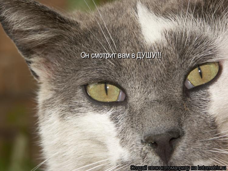 Он смотрит вам в ДУШУ!!!... Котоматрица: Он смотрит вам в ДУШУ!!!