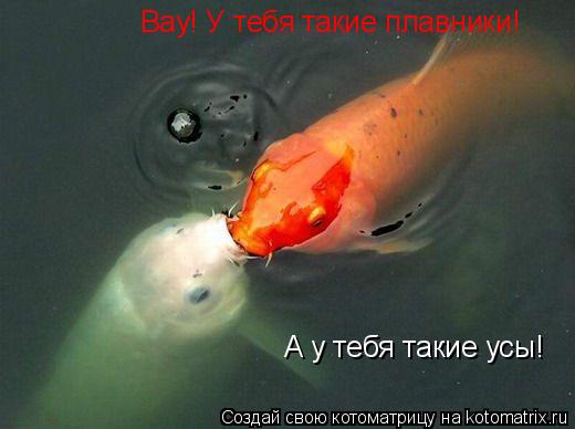 Вау! У тебя такие плавники! А у тебя такие усы!... Котоматрица: Вау! У тебя такие плавники! А у тебя такие усы!