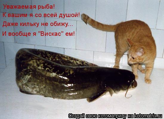 Уважаемая рыба! К вашим я со всей душой! Даже кильку не обижу... И вообще я "Вискас" ем!... Котоматрица: Уважаемая рыба! К вашим я со всей душой! Даже кильку не обижу... И вообще я "Вискас" ем!