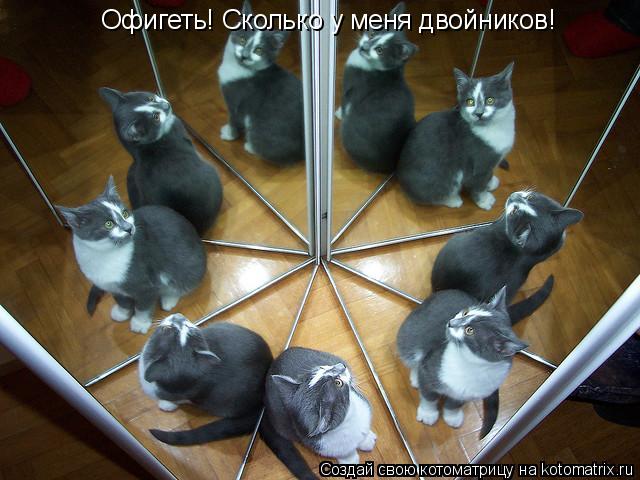 Офигеть! Сколько у меня двойников!... Котоматрица: Офигеть! Сколько у меня двойников!
