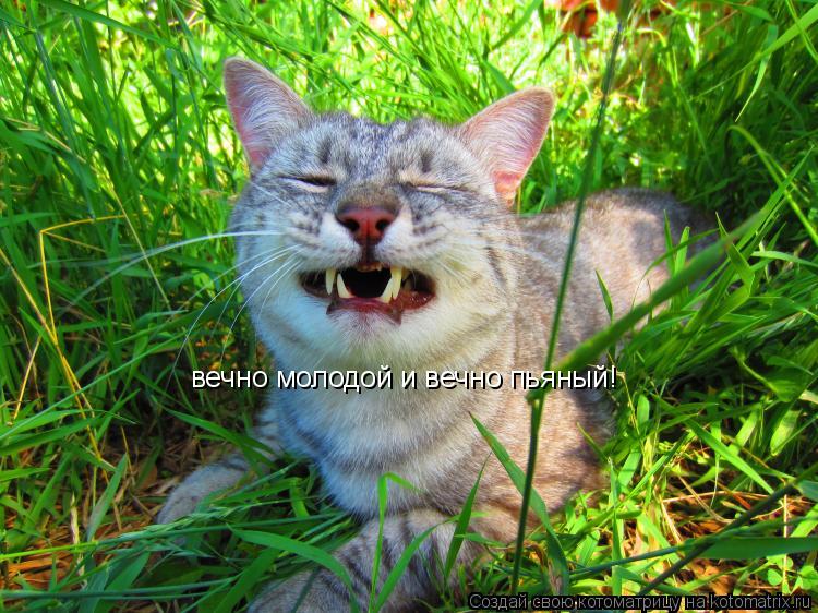 вечно молодой и вечно пьяный!... Котоматрица: вечно молодой и вечно пьяный!