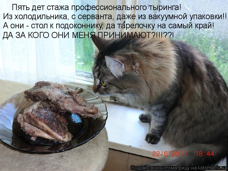 Пять дет стажа профессионального тыринга! Из холодильника, с серванта, даже из вакуумной упаковки!! А... Котоматрица: Пять дет стажа профессионального тыринга! Из холодильника, с серванта, даже из вакуумной упаковки!! А они - стол к подоконнику, да тарелочку