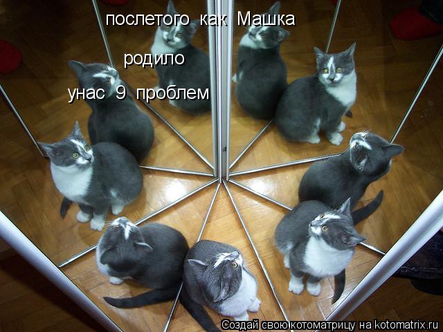 послетого как Машка родило унас 9 проблем... Котоматрица: послетого как Машка родило унас 9 проблем