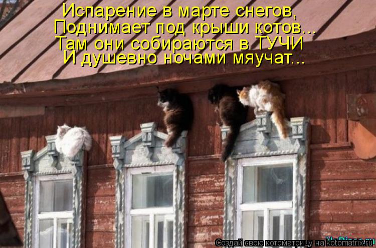 Испарение в марте снегов, Поднимает под крыши котов... Там они собираются в ТУЧИ И душевно ночами мяу... Котоматрица: Испарение в марте снегов, Поднимает под крыши котов... Там они собираются в ТУЧИ И душевно ночами мяучат...