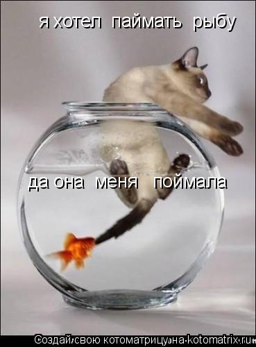 я хотел паймать рыбу да она меня поймала... Котоматрица: я хотел паймать рыбу да она меня поймала