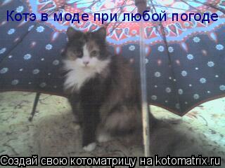Котэ в моде при любой погоде... Котоматрица: Котэ в моде при любой погоде