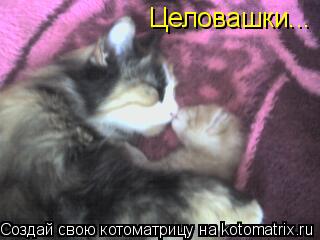 Целовашки...... Котоматрица: Целовашки...