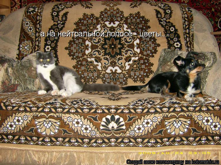 а на нейтральной полосе - цветы...... Котоматрица: а на нейтральной полосе - цветы...