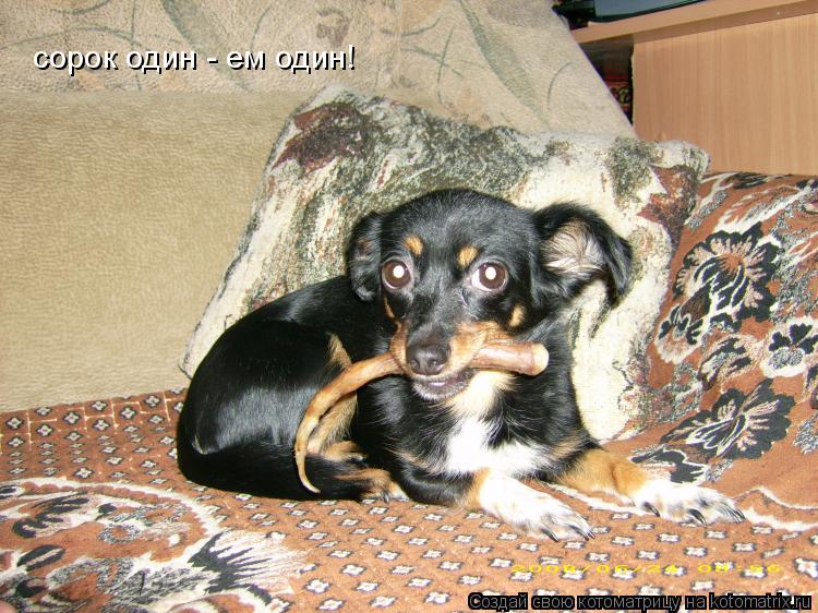 сорок один - ем один!... Котоматрица: сорок один - ем один!
