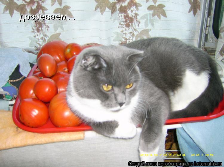 дозреваем...... Котоматрица: дозреваем...