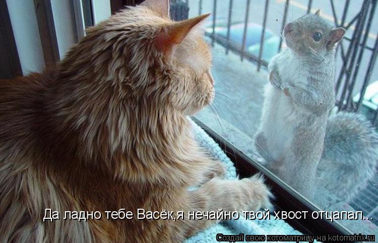 Да ладно тебе Васёк,я нечайно твой хвост отцапал...... Котоматрица: Да ладно тебе Васёк,я нечайно твой хвост отцапал...
