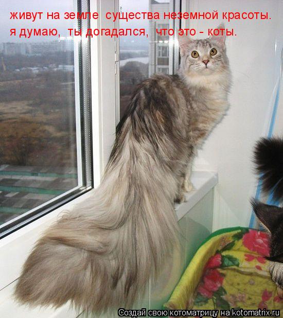живут на земле существа неземной красоты. я думаю, ты догадался, что это - коты.... Котоматрица: живут на земле существа неземной красоты. я думаю, ты догадался, что это - коты.