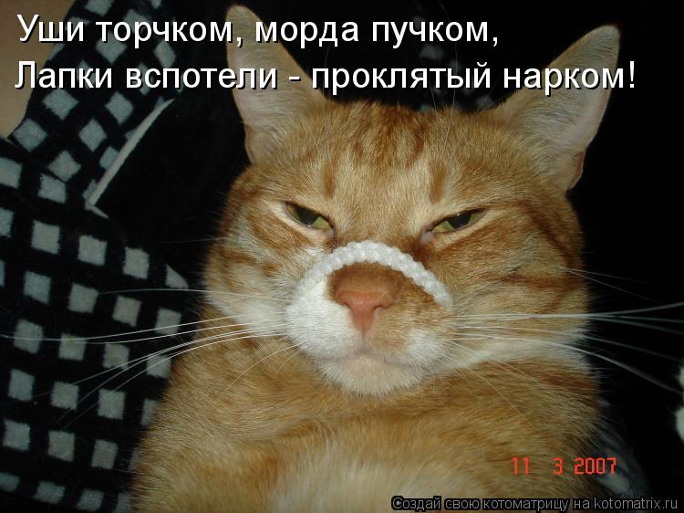 Уши торчком, морда пучком, Лапки вспотели - проклятый нарком!... Котоматрица: Уши торчком, морда пучком, Лапки вспотели - проклятый нарком!