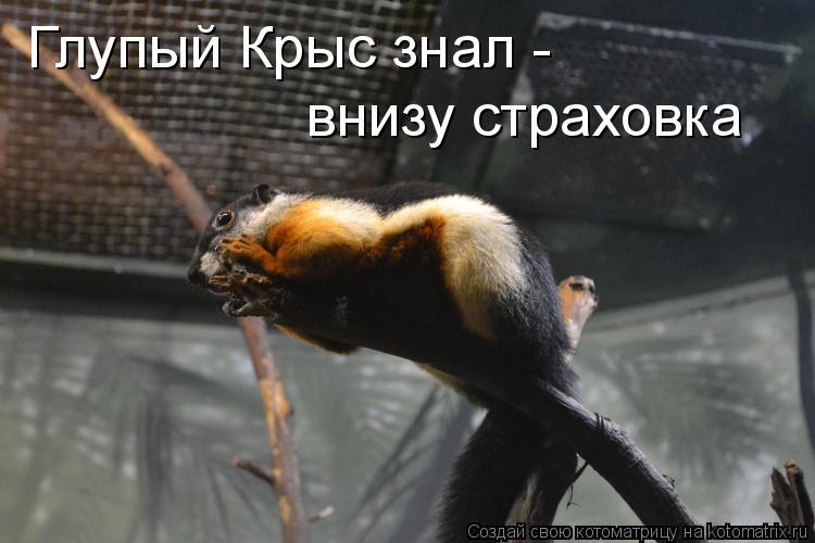 Глупый Крыс знал - внизу страховка... Котоматрица: Глупый Крыс знал - внизу страховка