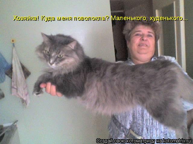 Хозяйка! Куда меня поволокла? Маленького, худенького...... Котоматрица: Хозяйка! Куда меня поволокла? Маленького, худенького...