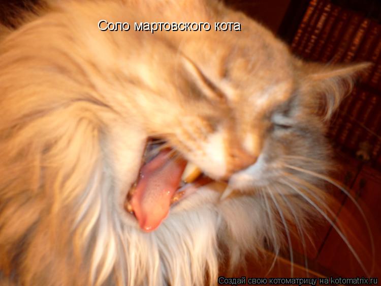 Соло мартовского кота... Котоматрица: Соло мартовского кота