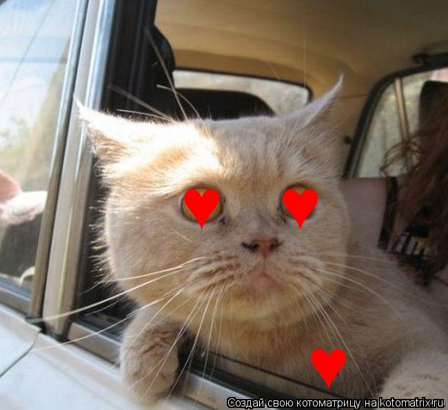 ♥ ♥ ♥... Котоматрица: ♥ ♥ ♥