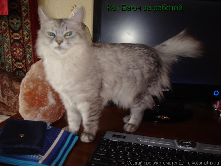 Кот Баюн за работой.... Котоматрица: Кот Баюн за работой.