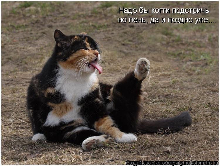 Надо бы когти подстричь но лень, да и поздно уже...... Котоматрица: Надо бы когти подстричь но лень, да и поздно уже...